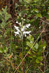 White fringed orchid